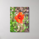 Search for poppy canvas prints Red