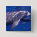 Search for bottlenose badges Animal