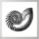 Search for nautilus seashell posters Nautical