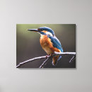 Search for colourful bird canvas prints Cute