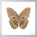 Search for brown owl posters Butterfly