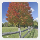 Search for maple tree stickers Fall