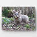 Search for pet portraits Forever in our hearts