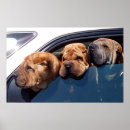 Search for shar pei art Animals