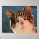 Search for feline posters Animal