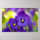 Search for pansies posters Plant