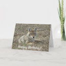 Search for coyotes Canis latrans
