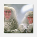 Search for snow monkey Nagano