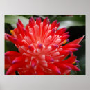 Search for bromeliad posters Plant
