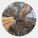 Search for ancient woodland stickers California
