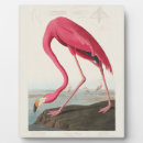 Search for vintage flamingo postcards Drawing