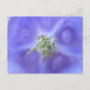 Search for columbine flowers postcards Aquilegia