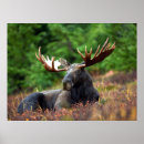 Search for moose posters Wildlife