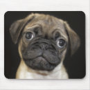 Search for black pug electronics Puppy