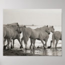 Search for black and white horse posters Modern