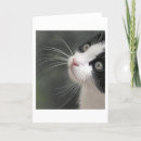 Search for black and white cat face cards Kitten