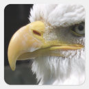 Search for raptor bird stickers Eagle