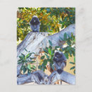 Search for black monkey postcards Primate