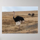 Search for ostrich posters Nature