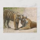 Search for bengal postcards Asian