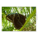 Search for blue morpho butterfly cards Photography