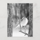 Search for white bark postcards Winter