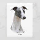 Search for whippet dog postcards Canine