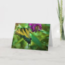 Search for swallowtail photography Summer