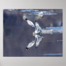 Search for gull posters Nature