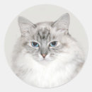 Search for himalayan stickers Kitty