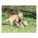 Search for fox pups posters Mammal