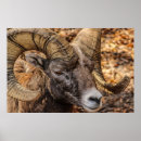 Search for sheep painting posters Forest