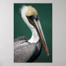 Search for pelican art Ocean