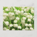 Search for easter lily postcards Flowers