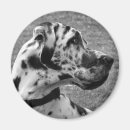 Search for great dane magnets Pets