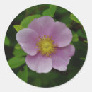 Search for wild roses stickers Pink