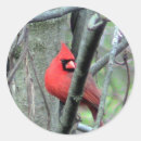 Search for photo of a cardinal Wild