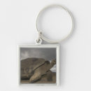 Search for tortoises key rings Wildlife