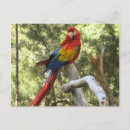 Search for pretty bird postcards Red