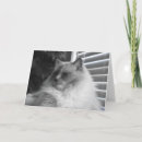Search for ragdoll cat cards Pet