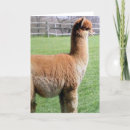 Search for shared birthday cards Photography