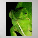 Search for flapping posters Green