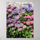 Search for bush posters Hydrangea