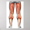 Search for muscle posters Standing