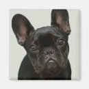 Search for bulldog magnets Baby animals