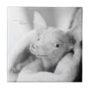 Search for adopt tiles Rescue