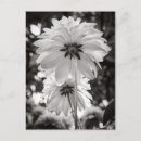 Search for fine photography Botanical