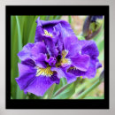 Search for iris flower gifts Flowers