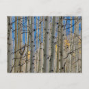 Search for aspens postcards Tree
