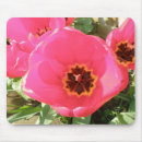 Search for tulip photos mousepads Pink